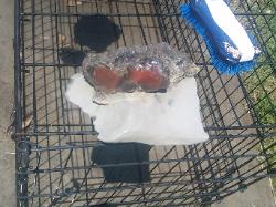 carnelian agate in matrix  paint rock may 01 2010