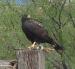 close-up image of the hawk with rabbit at Ritchie Ranch , photo T. Smith